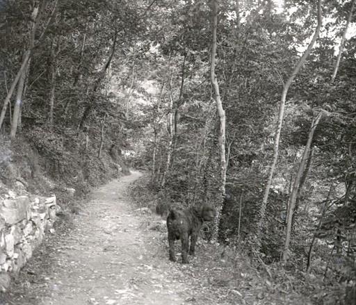 Viale delle acacie (taglio)
