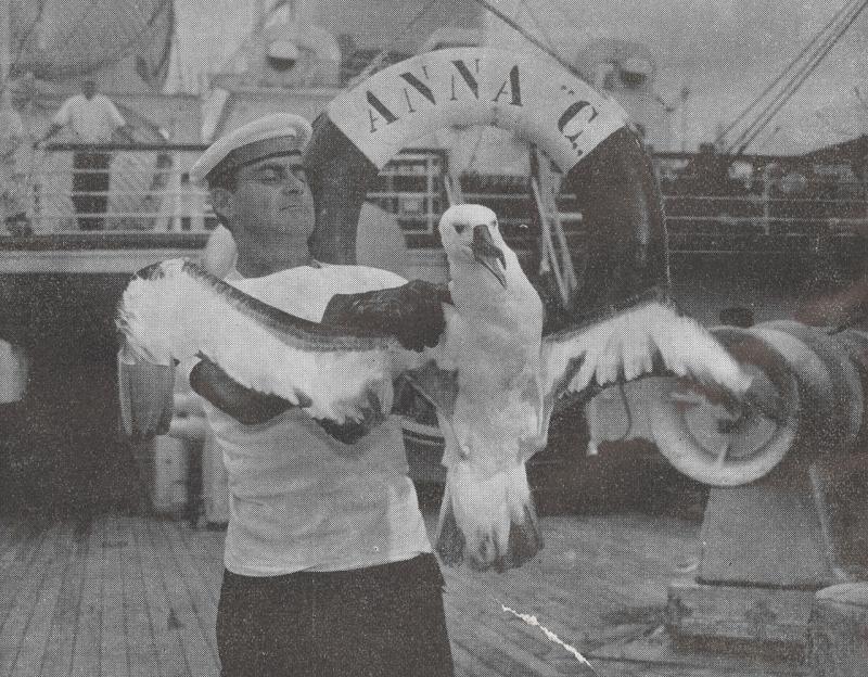Un esemplare di albatros si è posato sull' "Anna C." in navigazione al largo di Montevideo