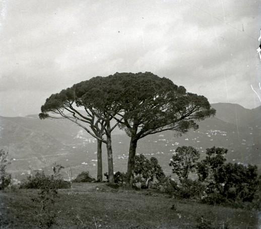 Pini di Bavari (taglio)