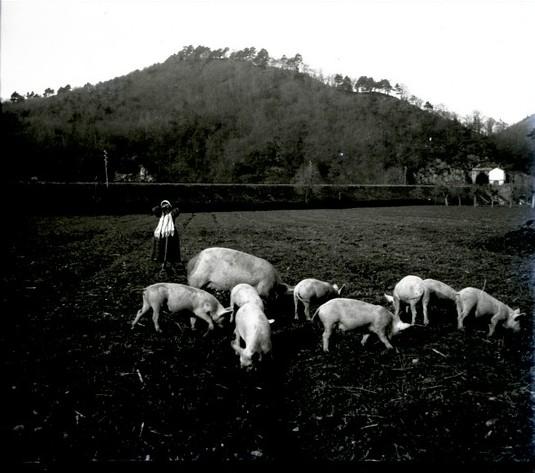 Ferrania. Maiali al pascolo (taglio)