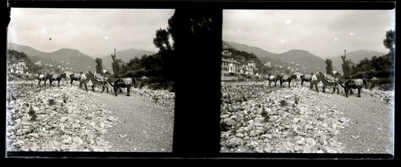 Muli sul greto del torrente Bisagno (originale)