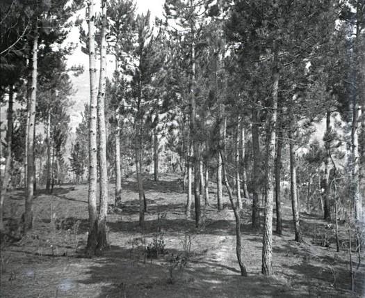 Pineta di Serino. Bosco bruciato (taglio)