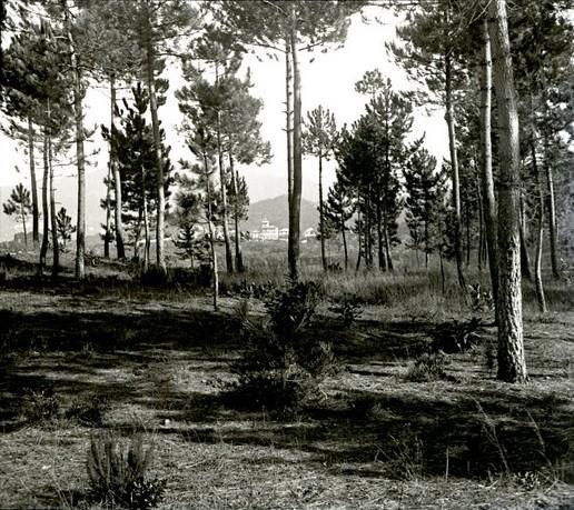 Pineta a Serino (taglio)