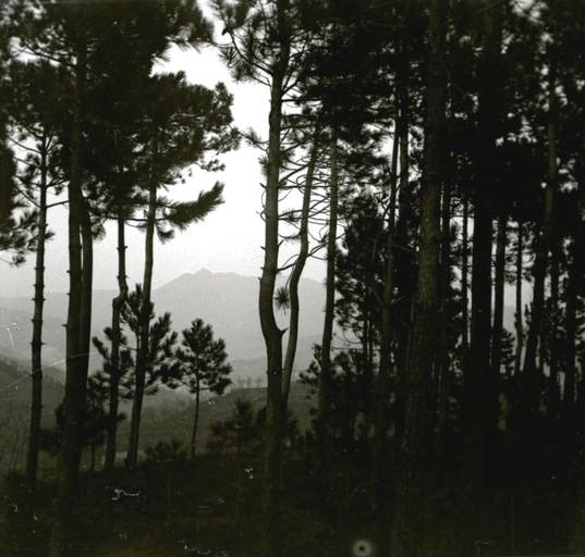 Voltri. Pineta di Crevari (taglio)