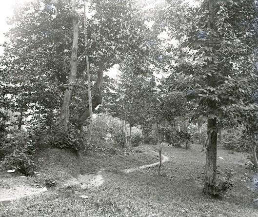 Serino. Bosco dal lago delle Rane (taglio)
