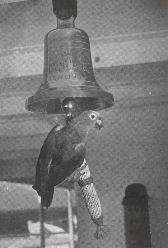 Tipico pappagallo dei Caraibi nell'atto di voler suonare la campana di bordo della "Bianca C"