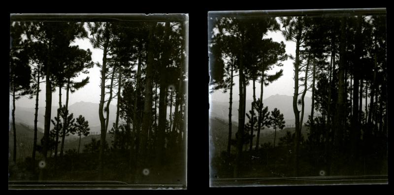Voltri. Pineta di Crevari (originale)