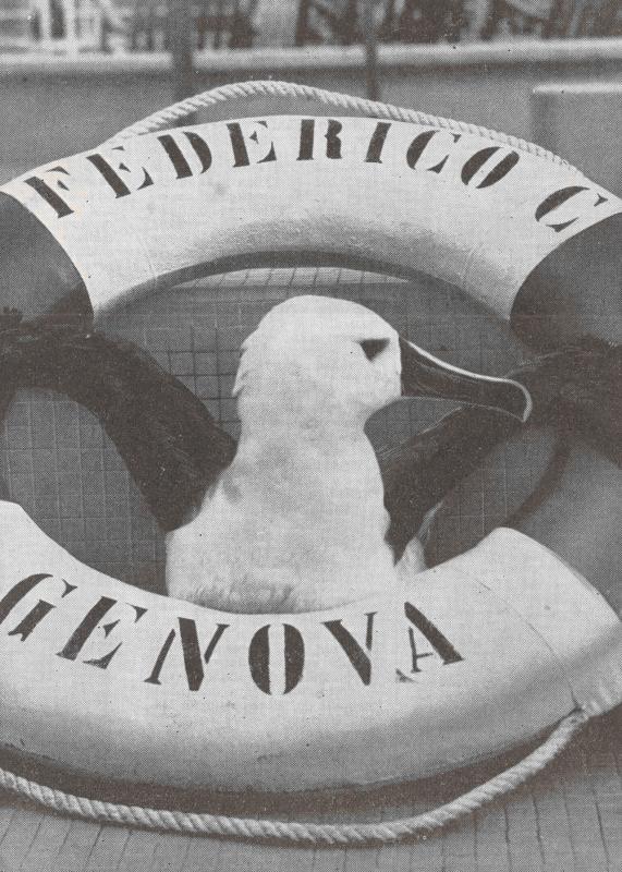Un insolito e tranquillo passeggero a bordo della turbonave "Federico C."