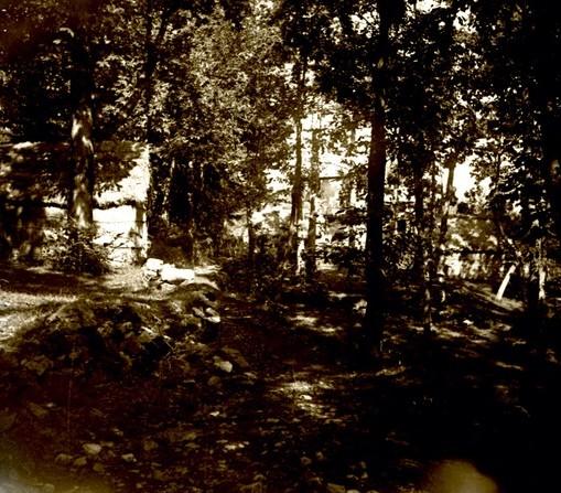 Bosco di Monterosato. Cascine (taglio)