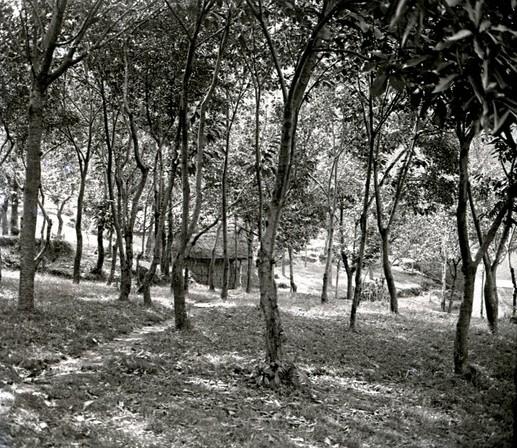 Bosco del Serrato (taglio)