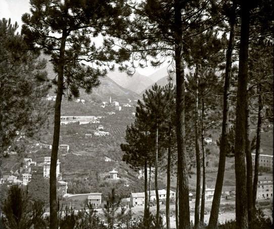 Pineta di Serino. San Siro di Struppa (taglio)