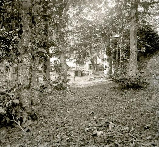 Bosco di Monterosato (taglio)