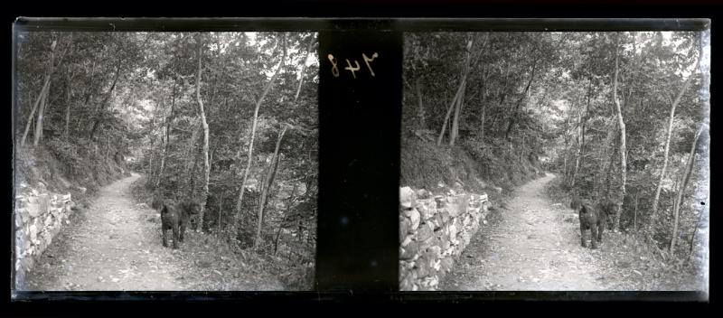 Viale delle acacie (originale)