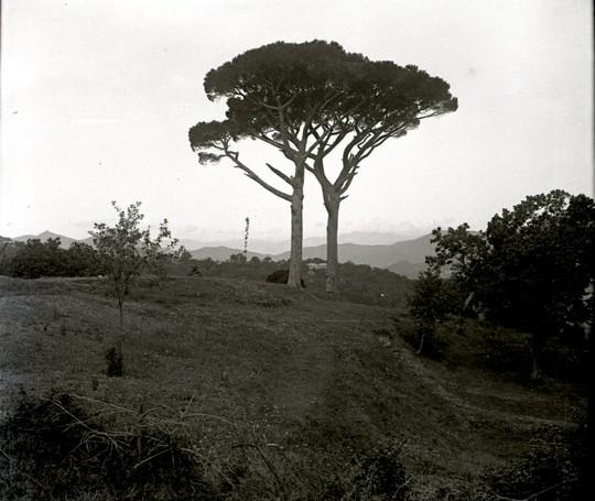 Pino marittimo a Serino (taglio)