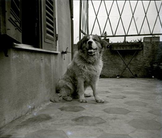 Il cane Tom  legato (taglio)