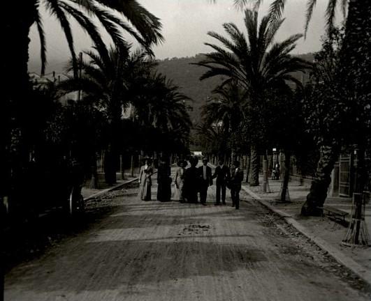 Nervi. Viale delle palme (taglio)