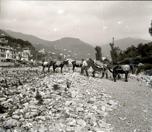 Muli sul greto del torrente Bisagno (taglio)
