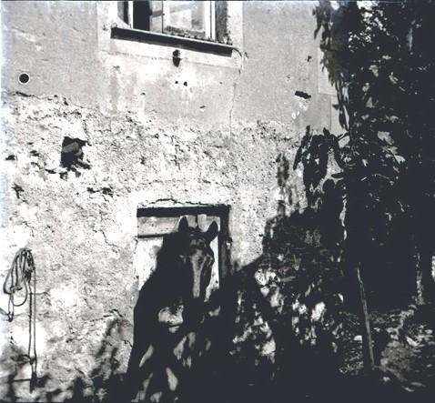 Cavallo del Scio (taglio)
