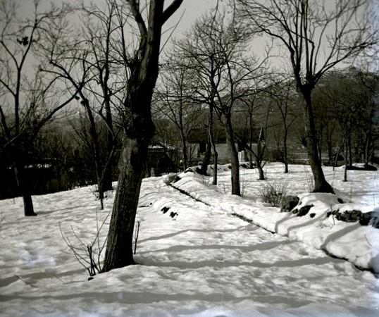 Serino sotto la neve - Boschi di Serrato (taglio)