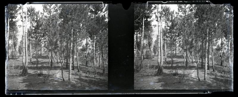 Pineta di Serino. Bosco bruciato (originale)