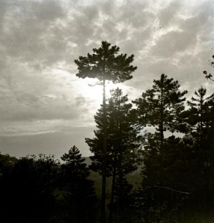 Tramonto nella pineta di Serino (taglio)