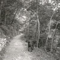 Viale delle acacie (taglio)