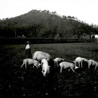 Ferrania. Maiali al pascolo (taglio)