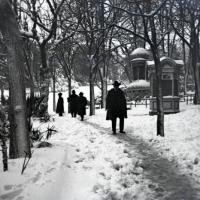 Piazza Corvetto sotto gli alberi (taglio)