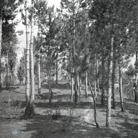 Pineta di Serino. Bosco bruciato (taglio)