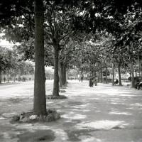 Corso Torino. I viali (taglio)