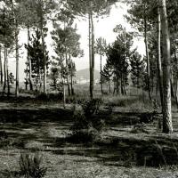 Pineta a Serino (taglio)