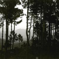 Voltri. Pineta di Crevari (taglio)