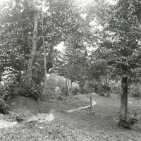 Serino. Bosco dal lago delle Rane (taglio)