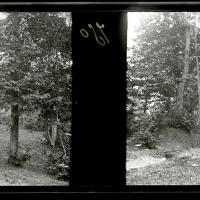 Serino. Bosco dal lago delle Rane (originale)