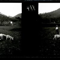 Ferrania. Maiali al pascolo (originale)