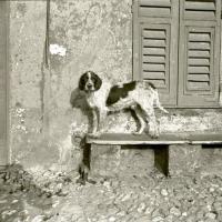 Lion al guinzaglio (taglio)