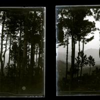 Voltri. Pineta di Crevari (originale)