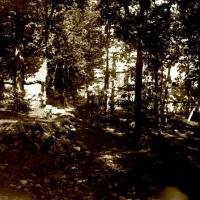 Bosco di Monterosato. Cascine (taglio)
