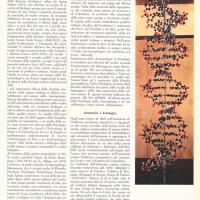 L'Ottocento scientifico - di G. Sermonti e G. Gualandi - ottobre 1961, anno IX, n. straordinario, p. 17