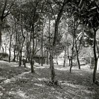 Bosco del Serrato (taglio)