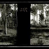 Pineta a Serino (originale)