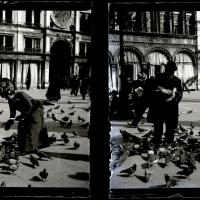 I piccioni (originale)