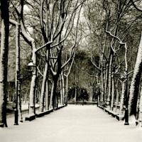 Acquasola - Viale (taglio)