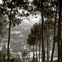 Pineta di Serino. San Siro di Struppa (taglio)