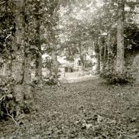 Bosco di Monterosato (taglio)
