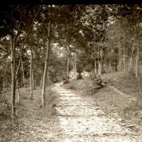 Salita di Bavari (taglio)
