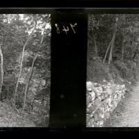 Viale delle acacie (originale)