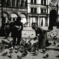 I piccioni (taglio)