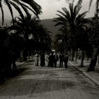 Nervi. Viale delle palme (taglio)
