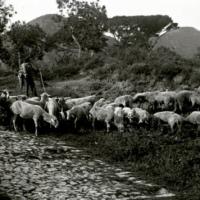 Branco di pecore a Bavari (taglio)